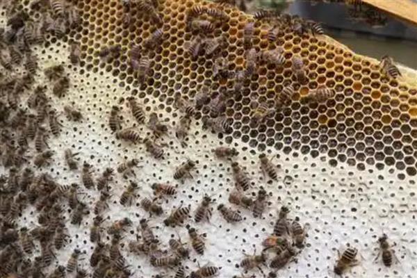 阿坝中蜂的优缺点，其分蜂性弱