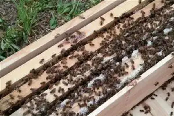 阿坝中蜂的优缺点，其分蜂性弱