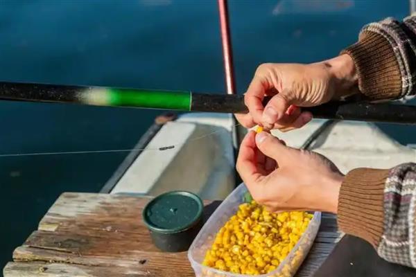 鲤鱼喜欢吃什么天然饵料，玉米、麦粒、红薯等种类都适合使用