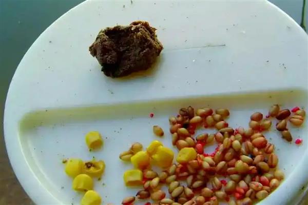 鲤鱼喜欢吃什么天然饵料，玉米、麦粒、红薯等种类都适合使用