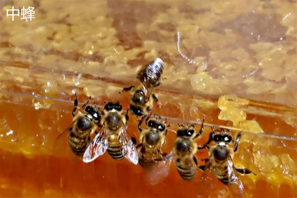 中蜂和意蜂有什么区别,习性、生存能力、主要发生的疾病都不同