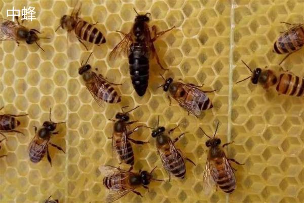 中蜂和意蜂有什么区别,习性、生存能力、主要发生的疾病都不同
