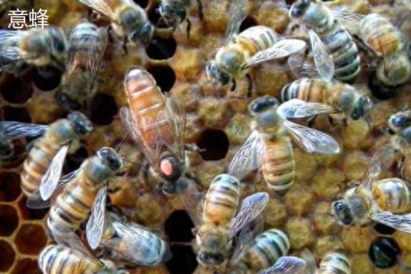 中蜂和意蜂有什么区别,习性、生存能力、主要发生的疾病都不同