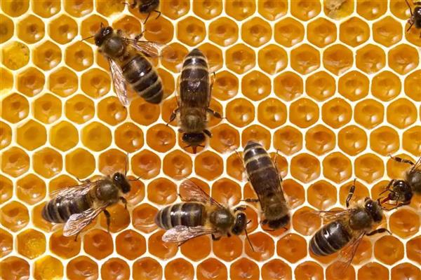 中蜂和意蜂有什么区别,习性、生存能力、主要发生的疾病都不同