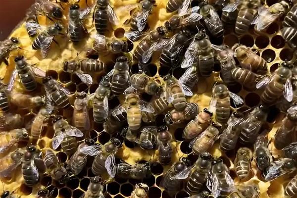 中蜂和意蜂有什么区别,习性、生存能力、主要发生的疾病都不同