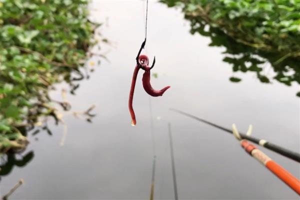 鲤鱼喜欢吃什么天然饵料，玉米、麦粒、红薯等种类都适合使用