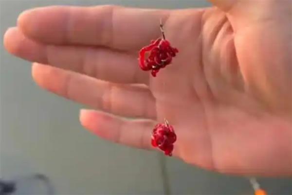 鲤鱼喜欢吃什么天然饵料，玉米、麦粒、红薯等种类都适合使用