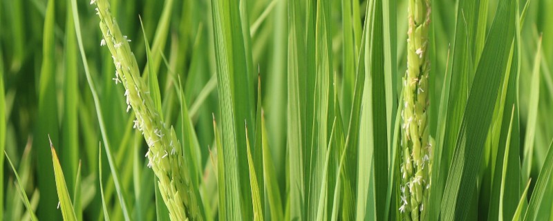 水稻为什么会早穗,一般是幼苗过密、秧龄过大等因素引起