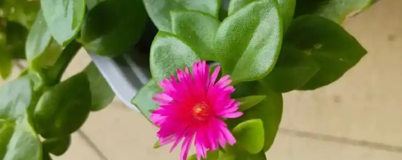 牡丹吊兰叶子发黄的原因,可能是光照不足所致