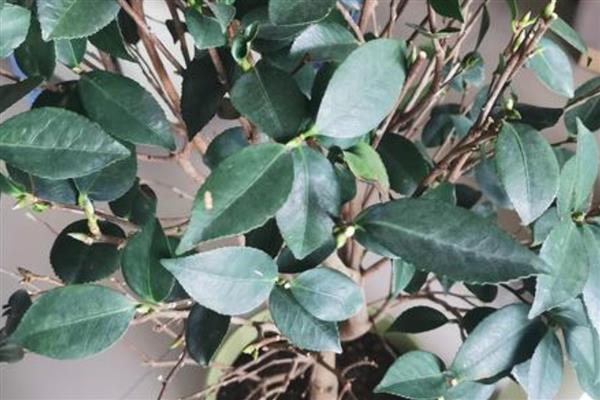 茶花开花掉叶怎么处理，放在阴凉通风环境中养护1-2周