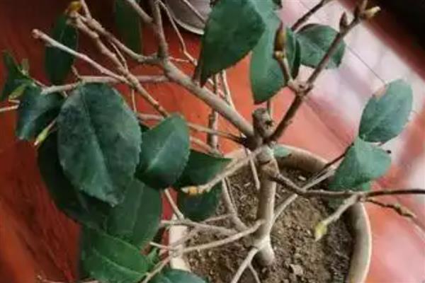 茶花开花掉叶怎么处理，放在阴凉通风环境中养护1-2周