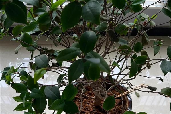 茶花开花掉叶怎么处理，放在阴凉通风环境中养护1-2周