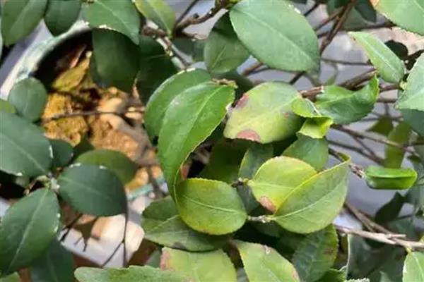 茶花开花掉叶怎么处理，放在阴凉通风环境中养护1-2周