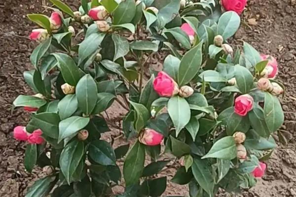 茶花开花掉叶怎么处理，放在阴凉通风环境中养护1-2周