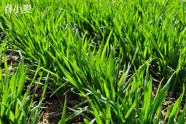 春小麦与冬小麦的区别,生长习性与播种时间均不同