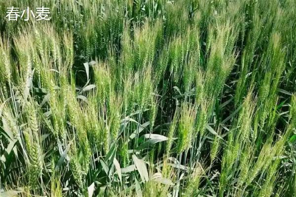 春小麦与冬小麦的区别,生长习性与播种时间均不同