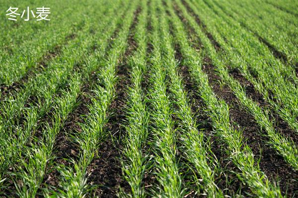 春小麦与冬小麦的区别,生长习性与播种时间均不同