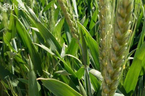春小麦与冬小麦的区别,生长习性与播种时间均不同