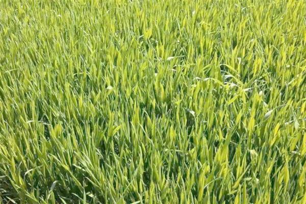春小麦与冬小麦的区别,生长习性与播种时间均不同