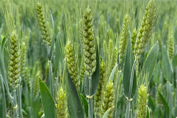 春小麦与冬小麦的区别,生长习性与播种时间均不同