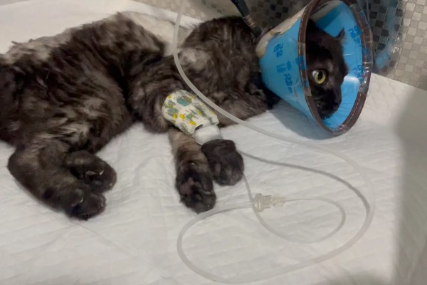 猫咪肾衰竭产生的原因，有些是先天性的有些是家族遗传的