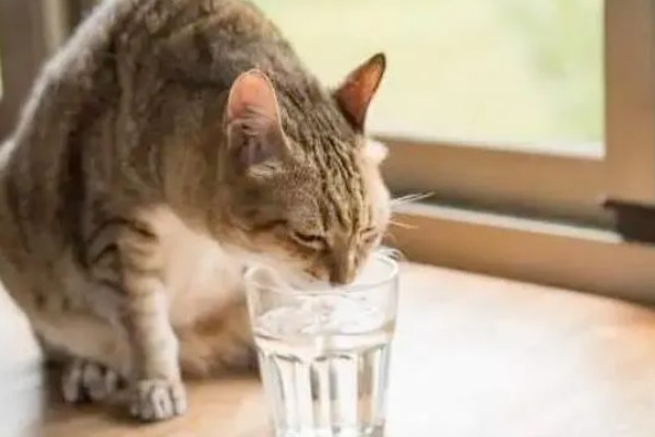 猫咪肾衰竭产生的原因，有些是先天性的有些是家族遗传的