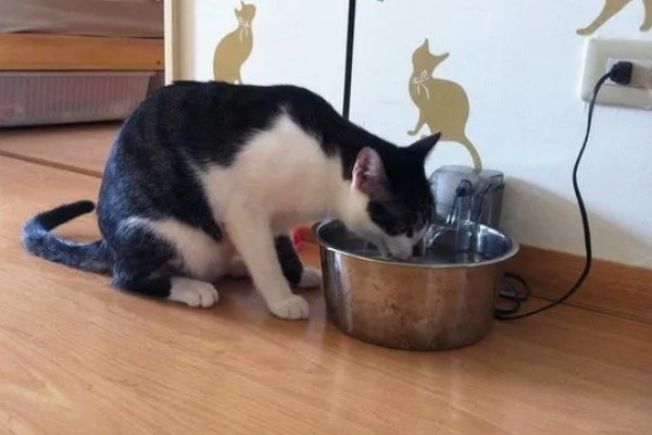 猫咪肾衰竭产生的原因，有些是先天性的有些是家族遗传的