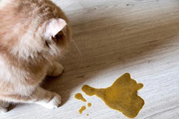 猫咪肾衰竭产生的原因，有些是先天性的有些是家族遗传的