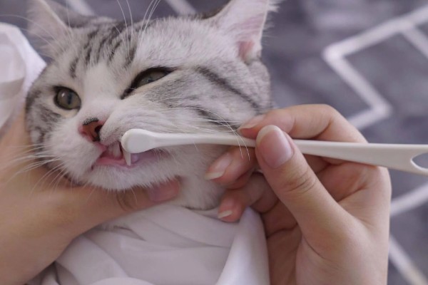 猫咪肾衰竭产生的原因，有些是先天性的有些是家族遗传的