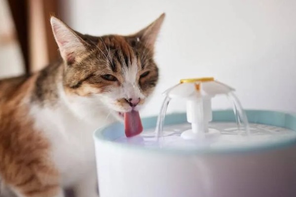 猫咪肾衰竭产生的原因，有些是先天性的有些是家族遗传的