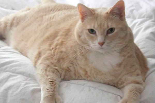 猫咪肾衰竭产生的原因，有些是先天性的有些是家族遗传的