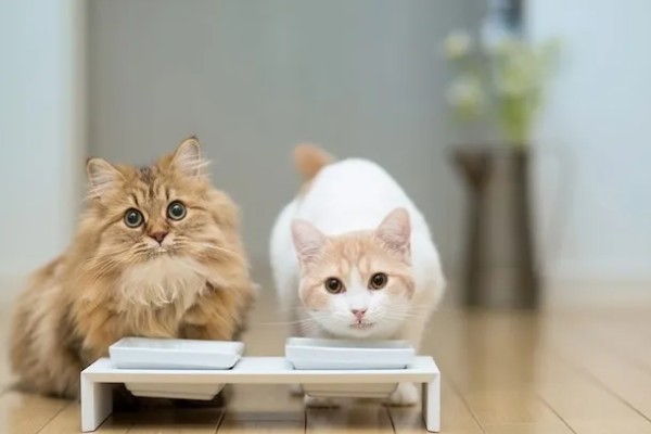 猫咪肾衰竭产生的原因，有些是先天性的有些是家族遗传的