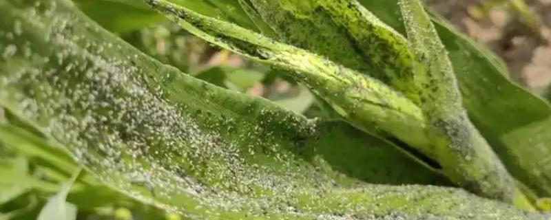 玉米雄花受到蚜虫危害怎么办,喷施氧化乐果等药物具有防效
