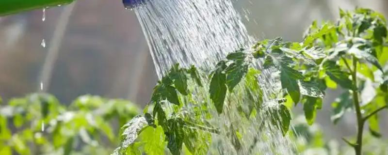 对植物施肥时要浇水的原因，有助于植物吸收营养