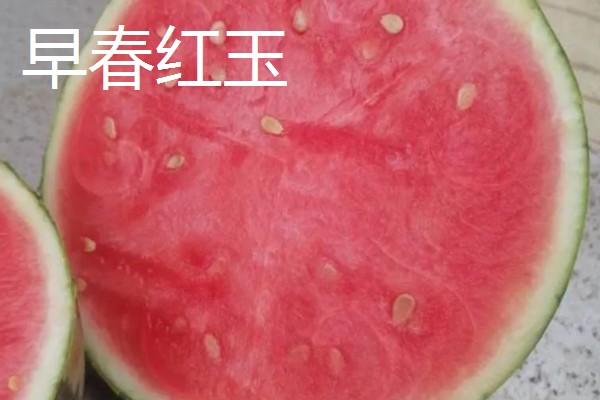 什么品种的西瓜苗最好,推荐早春红玉、黑美人等