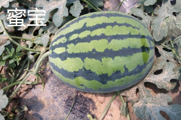 什么品种的西瓜苗最好,推荐早春红玉、黑美人等