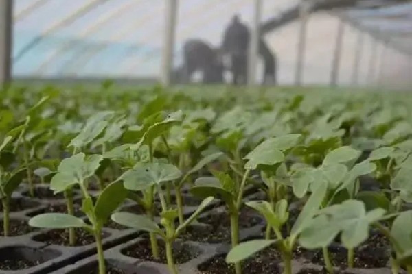 什么品种的西瓜苗最好,推荐早春红玉、黑美人等