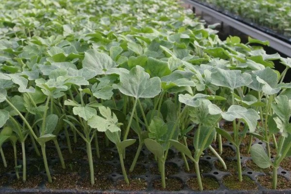 什么品种的西瓜苗最好,推荐早春红玉、黑美人等