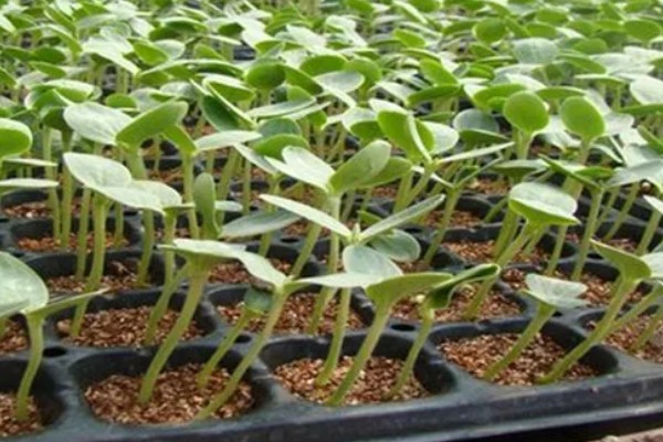 什么品种的西瓜苗最好,推荐早春红玉、黑美人等