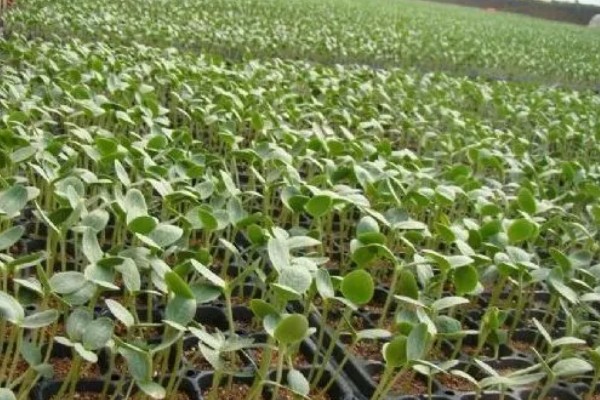 什么品种的西瓜苗最好,推荐早春红玉、黑美人等