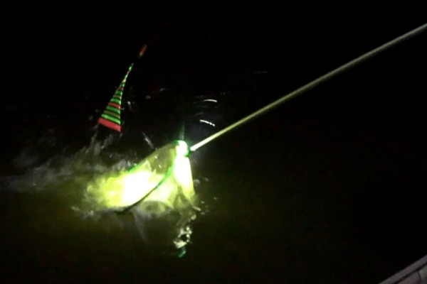 秋季晚上如何垂钓鲢鳙，鱼漂下顿时先遛鱼再提竿