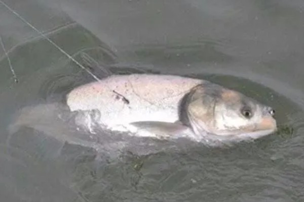 秋季晚上如何垂钓鲢鳙，鱼漂下顿时先遛鱼再提竿