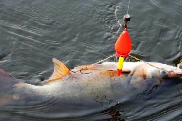 秋季晚上如何垂钓鲢鳙，鱼漂下顿时先遛鱼再提竿