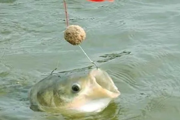 秋季晚上如何垂钓鲢鳙，鱼漂下顿时先遛鱼再提竿