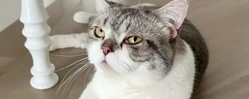 猫第三眼睑外露怎么办，一般采取手术解决