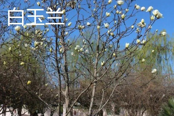 大乔木品种介绍,白玉兰、榆树等品种很常见