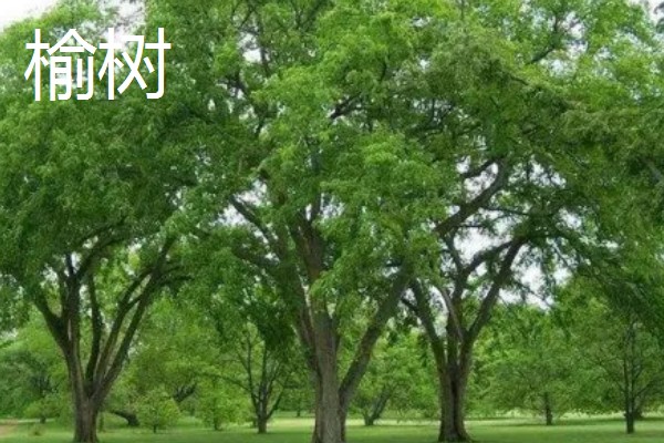 大乔木品种介绍,白玉兰、榆树等品种很常见