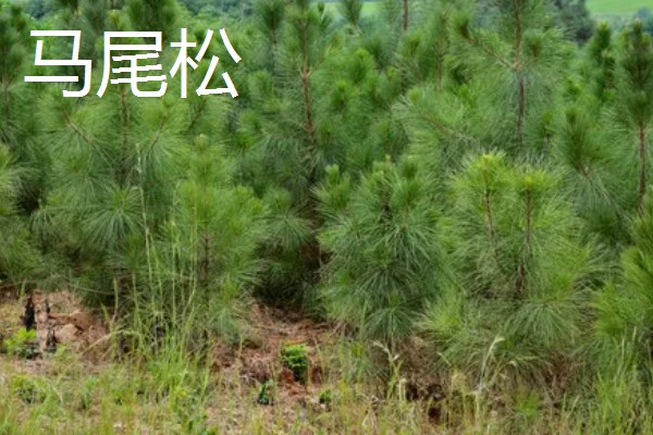 大乔木品种介绍,白玉兰、榆树等品种很常见