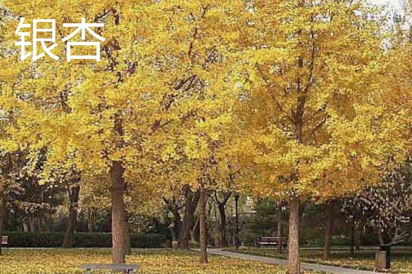 大乔木品种介绍,白玉兰、榆树等品种很常见