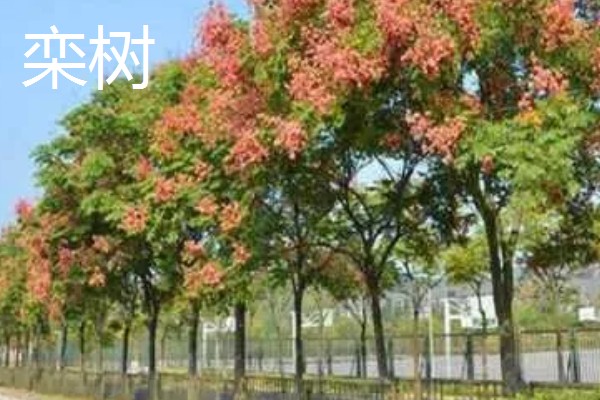 大乔木品种介绍,白玉兰、榆树等品种很常见